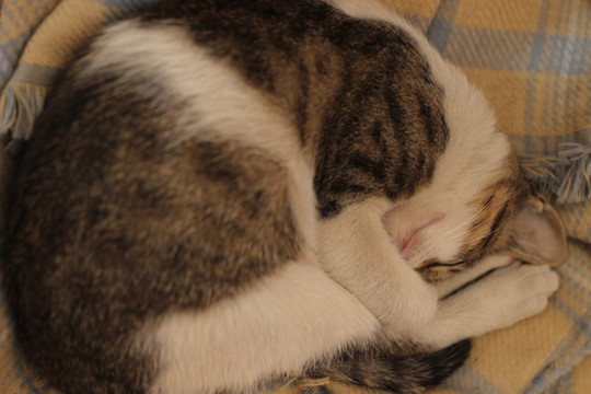 猫咪睡觉