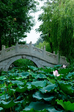 中式园林 荷塘拱桥