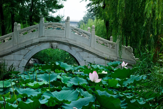 中式园林 荷塘拱桥
