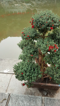 静翠湖红鲤