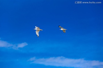 天空中飞翔的海鸥