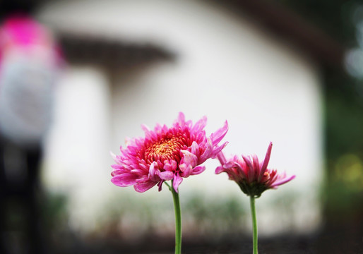 菊花与民居