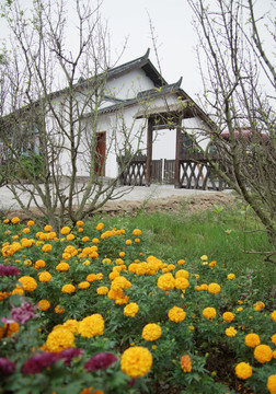 菊花与民居