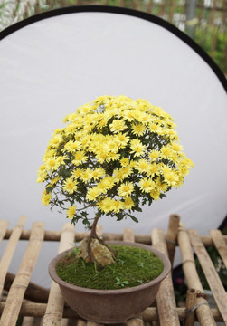 黄菊花
