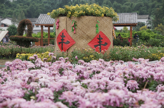 菊花展