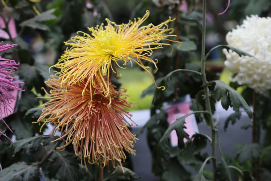 菊花 钢铁彩线