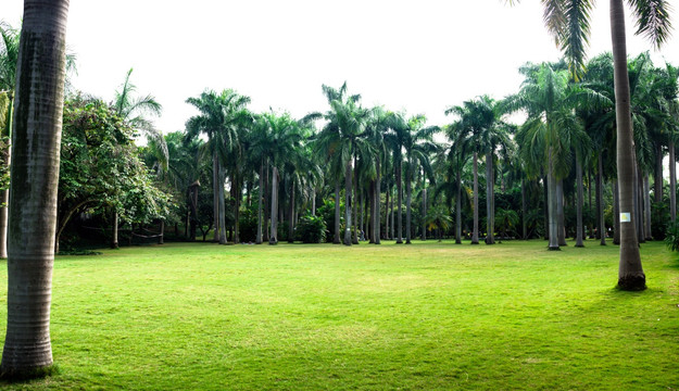 绿地 椰树 公园