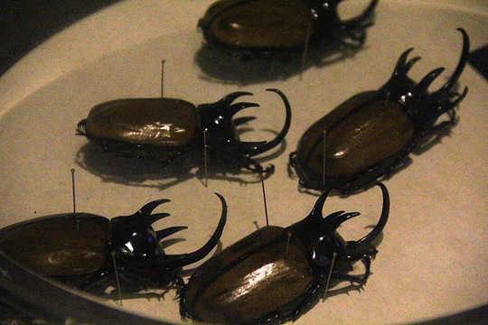 昆虫标本 自然博物馆