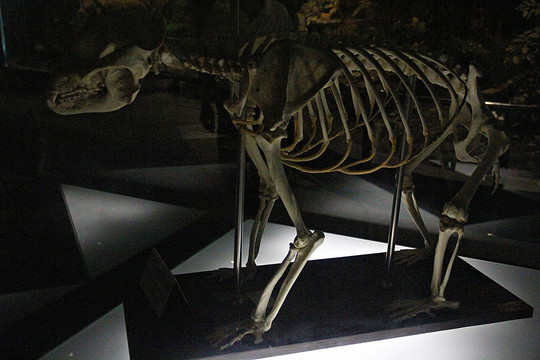 陕西自然博物馆 恐龙标本