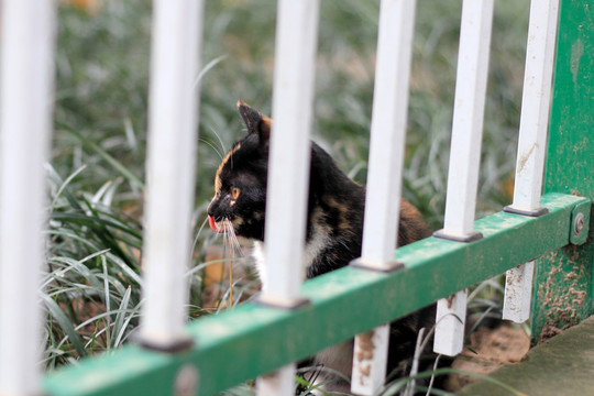 躲在围栏后的黑猫