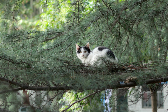 松树上的花猫