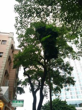 广州街景