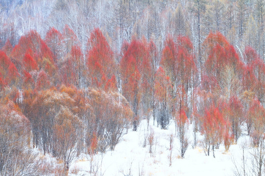 红柳雪景