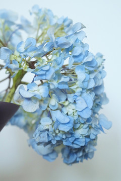 紫阳花 洋绣球 蓝色花朵