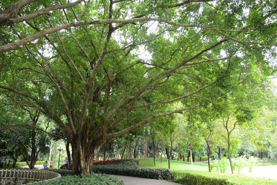荔枝公园的大榕树