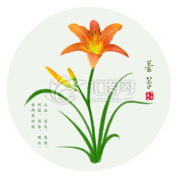 萱草 手绘黄花菜