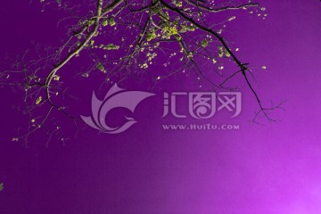树枝紫色天空
