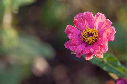 露珠与花朵