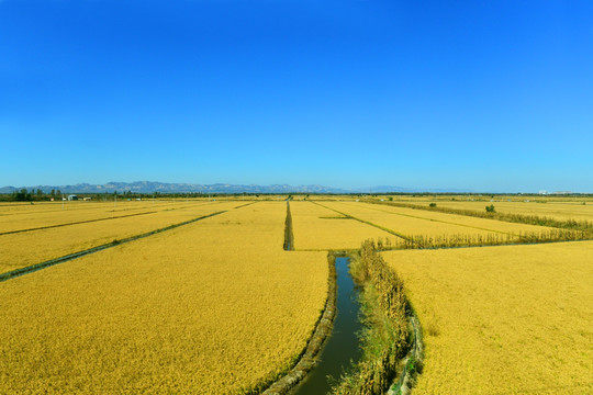 稻田