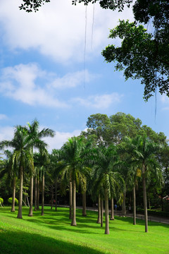 蓝天白云棕榈树绿草坪