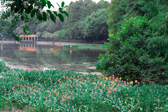 鲜花绽放白云山风景区 麓湖公园