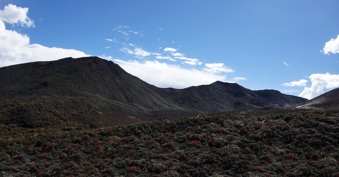 高山植被