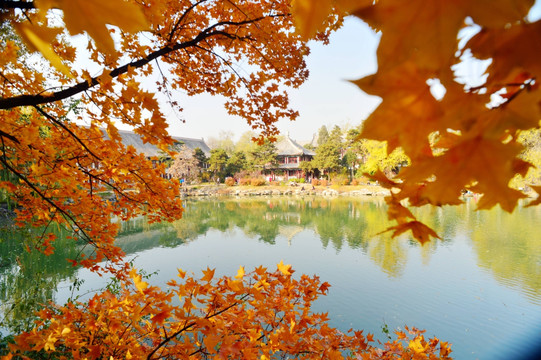 北京大学校园秋色