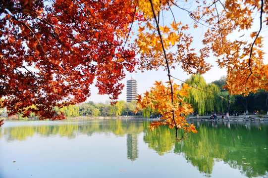 北京大学秋叶和未名湖