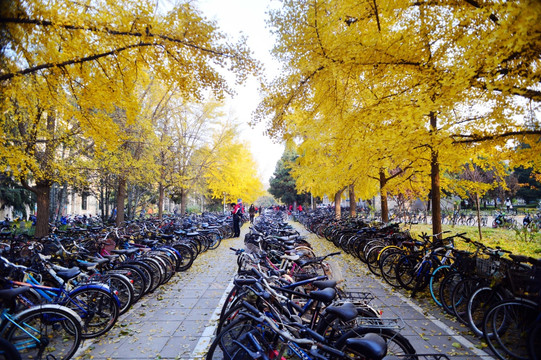 北京大学自行车