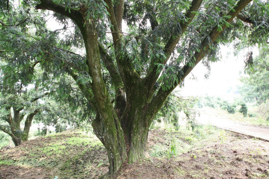 香榧树