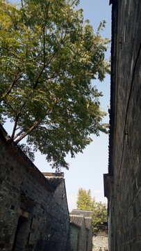 古巷老树