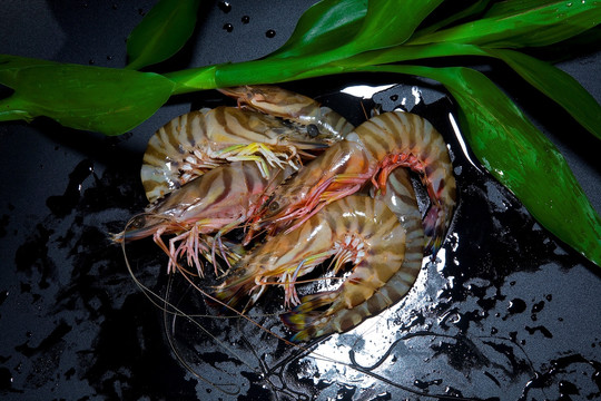 竹节虾