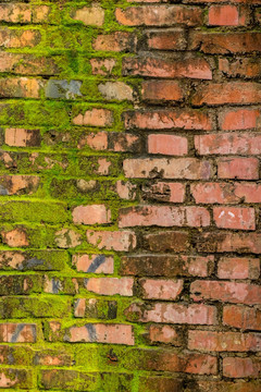 绿苔砖墙