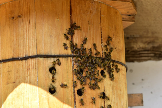 农村蜂桶蜜蜂