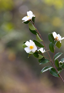 油茶树 油茶花