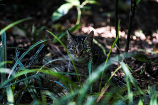 虎皮小猫