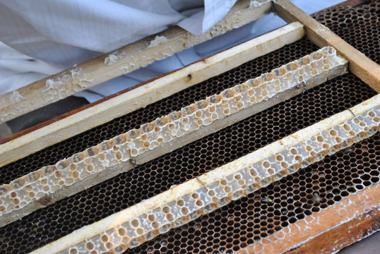 养蜂人取蜂蜜