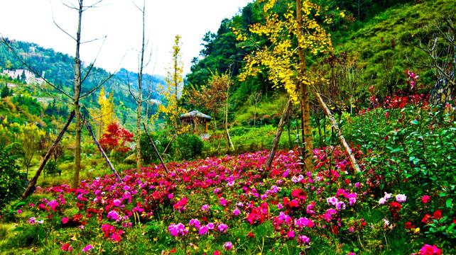 鲜花 花海