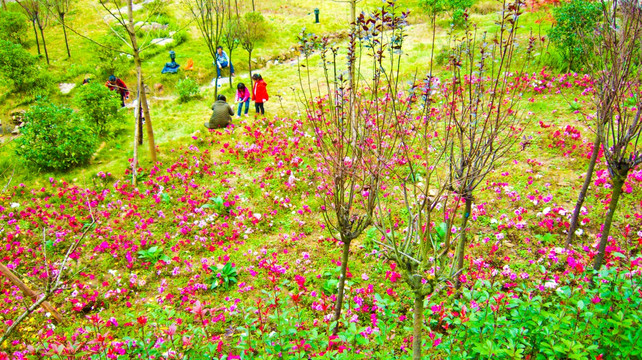 红花 花坛