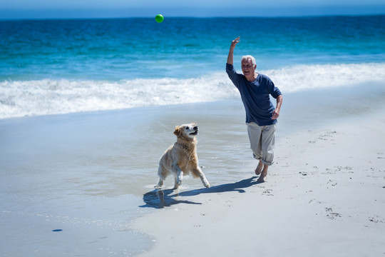 老人向他的狗扔一个球