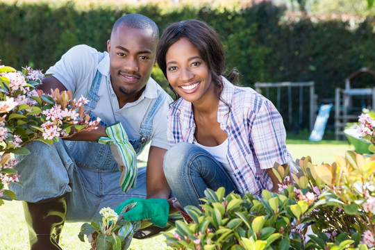 年轻的夫妇在花园里栽培植物