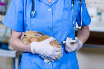 为兔子做治疗的兽医