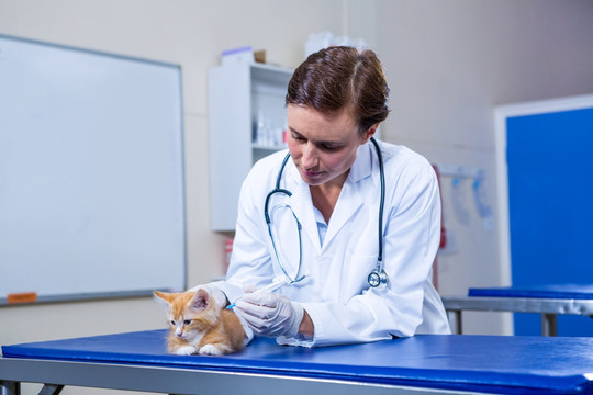为小猫做治疗的兽医