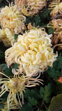菊花