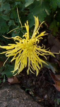 金丝菊