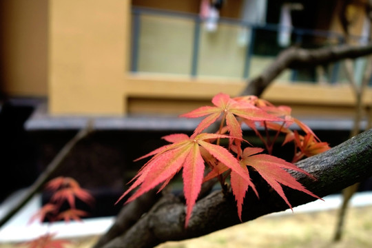 红枫