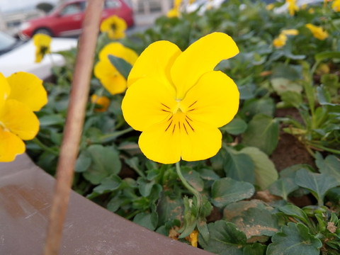 黄花特写