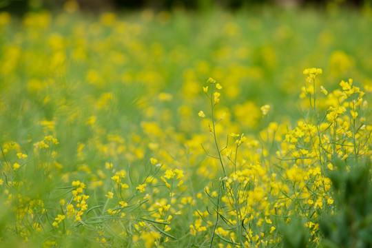 油菜花