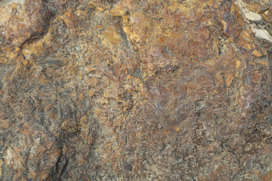 木化石 纹理背景