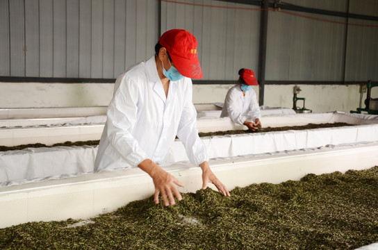 红茶制作工艺之萎凋